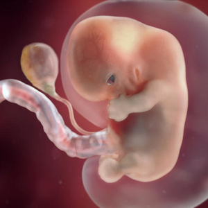 Fetus